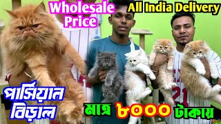 Persian Cat Price in Kolkata Cat Market in Kolkata Kolkata Cat Market Wholesale Price [upl. by Leval73]