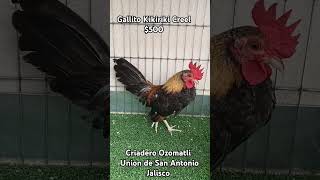 Gallito Kikiriki Creel galloskikirikis kikirikis gallos criadero aves [upl. by Rabush]