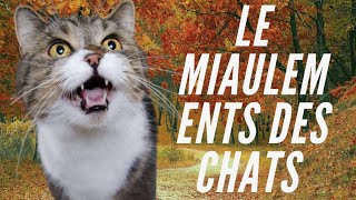 Le Miaulement Des Chats Et Chatons [upl. by Netsirt]