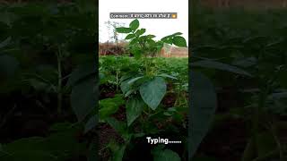 shotrs nature kishanlife viralvideo kishan farming kishanvlog green minivlog Amitmr [upl. by Bascomb452]