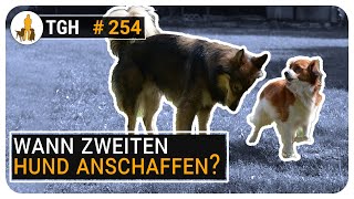 Wann einen zweiten Hund holen 🐶🐶 Welcher Zeitpunkt ist der richtige  TGH 254 [upl. by Comfort]