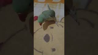 Dancing parrot parrot funny birds ytshorts kidsvideos [upl. by Netti]