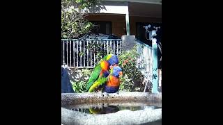 Lorikeet Mating Dance birds rainbowlorikeet australianbird funnybirds nature short [upl. by Vona]