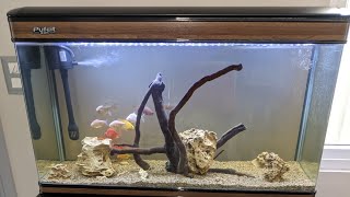 PufEit PL1000 🔥Parfact Aquarium 🔥🔥 Natural hole congo Rock🪨🪨 with drift wood🪵🪵🪵😍 [upl. by Inigo188]