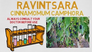 Essential Oil Breakdown Ravintsara Oil Benefits Uses and History Aromatherapy [upl. by Lyn]