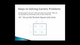 How to Do Genetic Crosses [upl. by Eldreda]