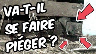 Piégeage XXL dans une ferme infestée de RATS  Épisode 2 [upl. by Tucky835]