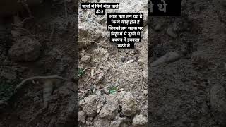 Shankh wale keedo ki khaani followformore feelitreeit plants greenscreen gardening youtube yt [upl. by Asereht961]