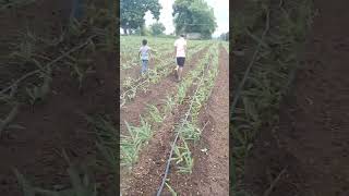 Farming song farming agriculture 🍃 [upl. by Keavy]