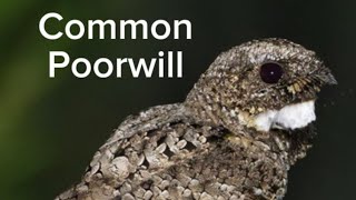 Unusual Common Poorwill [upl. by Ardnuat]