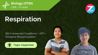 Respiration  A Level Biology  Topic Explainer  ZNotes [upl. by Anaher]