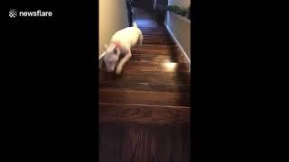 Hilarious moment fearless dog launches itself down stairs instead of walking [upl. by Dnaltiak]