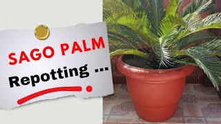 SAGO PALM REPOTTING  hpayushblog20 [upl. by Annoerb321]