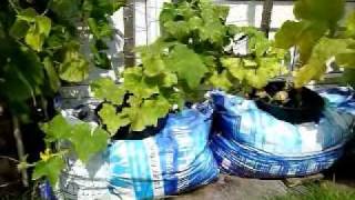 Container Vegetable Gardening  Introduction to my container vegetable gardening [upl. by Steve]