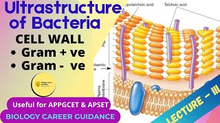 Ultra structure of Bacteria prokaryote Part  III Cell wall Gram ve amp Gram  ve In Telugu [upl. by Nitsugua784]