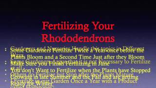 Fertilizing Your Rhododendrons [upl. by Lananna]