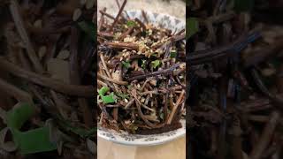 Simple Fiddlehead Side Dish tasty food koreanfood bbq [upl. by Cousin]