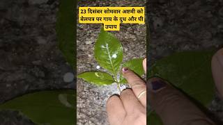 23 दिसंबर सोमवार की अष्टमी को बेलपत्र पर दुध और घी का उपाय pradeepmishra dudh ghee belpatra yt [upl. by Ibrab]