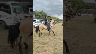 Cabalgata en Zarzal Valle [upl. by Olag717]