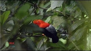 Das Geheimnis der Bäume  Botaniker Francis Hallé erklärt den Primär und Sekundärwald [upl. by Sivar272]