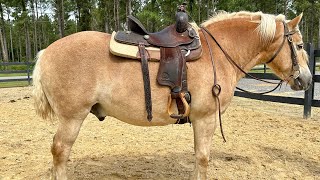 Haflinger riding [upl. by Garfield]