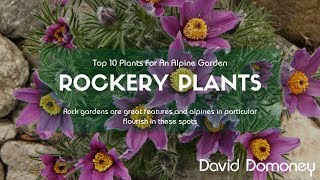 Top 10 Rockery Plants For Alpine Gardens [upl. by Tullus994]