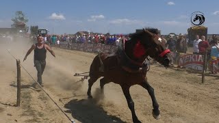 CVJETKO OD MEŠIĆA NAJBOLJI SAMAC DO 550 KG U BIJELJINI [upl. by Ecinrahs253]