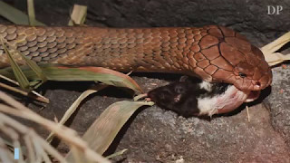 The Denver Zoo’s king cobra was diagnosed with cancer [upl. by Bass]