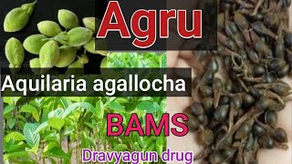 Aqualaria agallocha DravyagunaAgru drug 2nd yr BAMS अगरू [upl. by Shyamal]