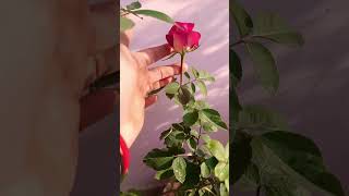 Rose care tips plantcaretips for Plant lover beautiful rose flowersplslikesubscribe [upl. by Alaham]