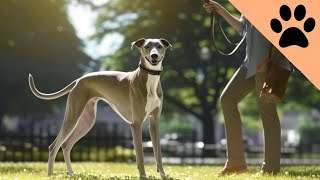 All about the Whippet [upl. by Aziram]