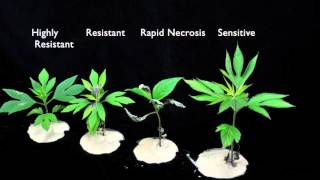 Glyphosate SOA 9 Sensitive vs Resistant Giant Ragweed 2 [upl. by Emse]