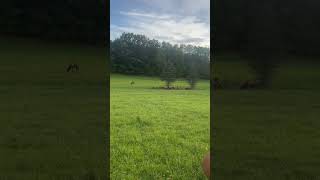 Bull elk in Benezette PA VOLUME UP [upl. by Tooley]