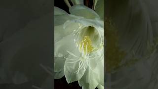 Brahma Kamal flower bloom in my garden Night Queen flowershrots brahmakamal youtubeshorts viral [upl. by Attennyl]