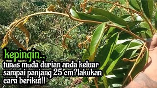 durian bisa trubus kapan saja kita mauLAKUKAN SEGERA‼️cara berikut [upl. by Garek]