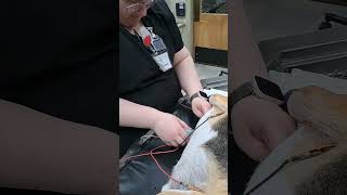 Penn Foster Externship 2 Skill 8 ECG placement 2 [upl. by Riabuz]