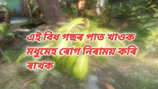 ১০০ মধুমেহ ৰোগ ভাল হব Stevia খাওক diebetic cure কৰক 100 result milega [upl. by Brandy]