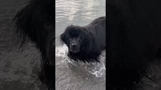 Newfoundland goes NUTS for rocks newfoundlanddog dog newfie [upl. by Tommy]