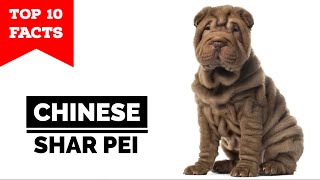 Chinese Shar Pei  Top 10 Facts [upl. by Otina]