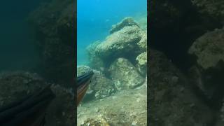 Pesca sub pappagallo all agguato Spearfishing parrot fish fish shorts shortvideo fyp catch [upl. by Raseac67]