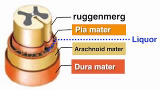 Ruggenmerg medulla spinalis [upl. by Francie]