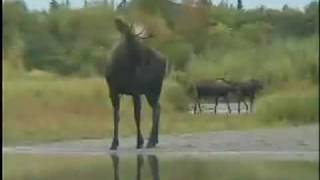 Alaska Jet Boat Moose Hunting  APGScom [upl. by Atcele48]