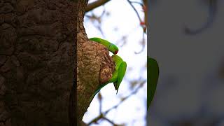 Rose Ringed Parakeet [upl. by Avitzur]