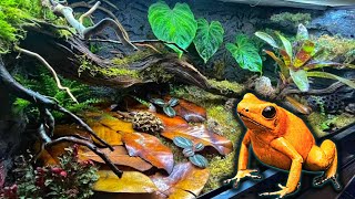 Poison Dart Frog Bioactive Vivarium Build Step By Step Terribilis [upl. by Euridice]