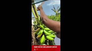 Lets chop plantain ripe and green ASMR [upl. by Oileve]