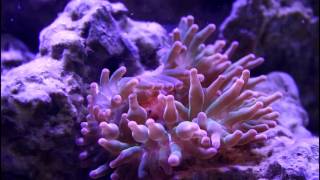 Rose Tip Bubble Anemone Eating Some Krill [upl. by Atteuqahs749]