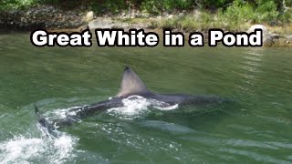 🦈14 foot Great White Shark Stuck in A Salt Pond [upl. by Delos]