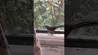 Dartford Warbler Provencegrasmücke [upl. by Oleg]