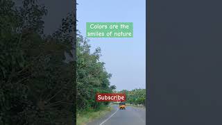 Colors are the smiles of naturetrending song movie music ytshorts colortone happycolors [upl. by Faye]