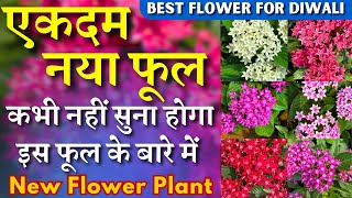 एकदम नया फुल  कभी नहीं सुना होगा इस फूल के बारे में  New Flower Plant  Diwali Decoration [upl. by Okajima]